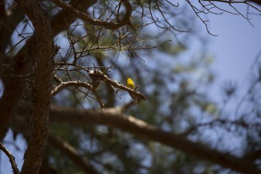 Çam bülbülü (Setophaga pinus) bir çam ağacı dalında tüneğinden şarkı söyler