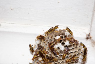 Kararsız kağıt yaban arıları (Polistes kararsızlıkları) bir köşeye yuva inşa ediyorlar