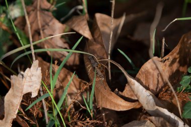 Zeytin yeşili bataklık çekirgesi (Paroxya clavuliger) ölü, kahverengi bir yaprak boyunca tırmanıyor