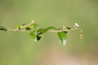 Metalik turuncu uzun bacaklı sinek (Condylosylus occidentalis) yeşil arka planlı tek bir yeşil yaprağa tünemiştir.