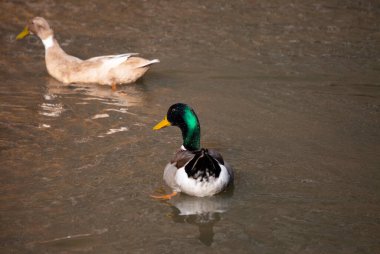 Erkek Rouen yaban ördeği (Anas platyrhynchos domesticus) dişi bir Rouen ördeğinin yanında yüzen ördek.