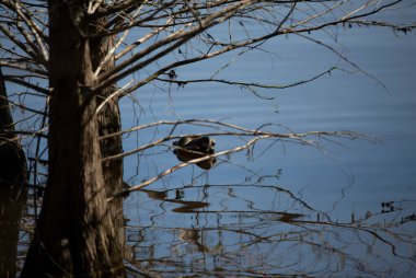 Siyah, plastik şişe çıplak ağaçların yanında suyun içinde.