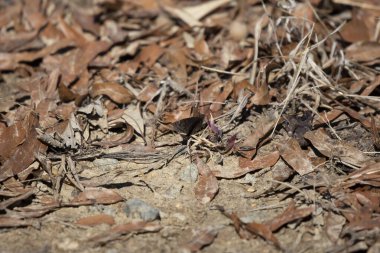 Juvenal 'ın esmer kanatları (Erynnis juvenalis) yere tünemiştir.
