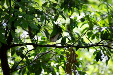 Gri yanaklı ardıç kuşu (Catharus minimus) bir daldaki tüneğinden uzağa bakıyor