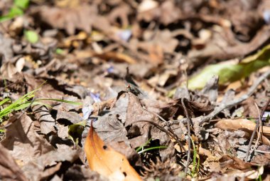 Et sineği (Sarcophagidae) yerde ölü, kahverengi bir yaprağa tünemiştir.