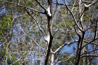 Doğu çadırı tırtılları (Malacosoma americanum) ağacın tepesinde kozalar inşa ederler.