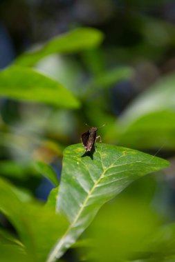 Dun Skipper (Euphyes vestris) tek bir yeşil yaprağa tünemişti.