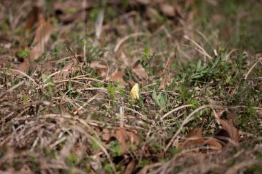 Turuncu sülfür kelebeği (Colias eurytheme) yerdeki kuru bir otun üzerine tünemiştir.