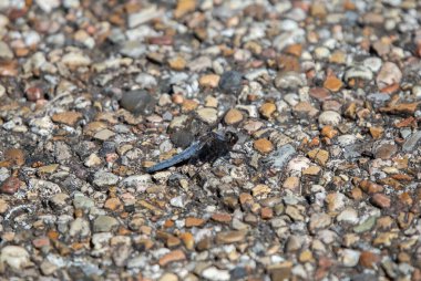 Asfalt üzerinde erkek mavi onbaşı (Ladona deplanata) yusufçuk