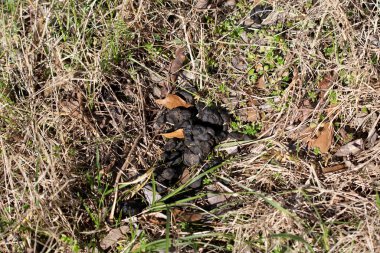 Louisiana kara ayısı (Ursus americanus) çimlerin üzerine dışkılar.