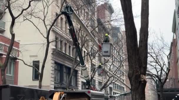 New York Mrt 2024 Boom Snoeien Verwijderen Een Chelsea Straat — Stockvideo
