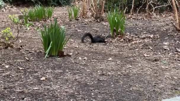 春のアプローチとして庭の周りを移動する黒リス — ストック動画
