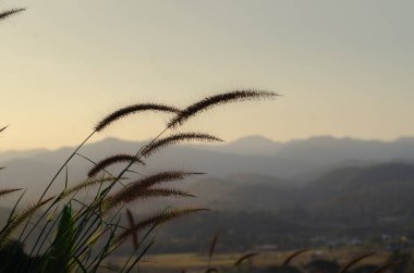 Tilki kuyruklu arpa otu (Hordeum jubatum), güzel, Tayland.