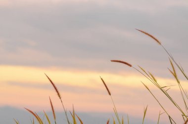 Foxtail barley grass (Hordeum jubatum), beautiful, Thailand. clipart