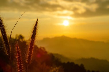 Foxtail barley grass (Hordeum jubatum), beautiful, Thailand.Morning sunlight, warm tones, out of focus in the picture. clipart