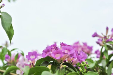 Sarımsak asma Menekşe çiçek seçici odak noktası