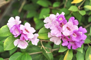 Sarımsak asma Menekşe çiçek seçici odak noktası