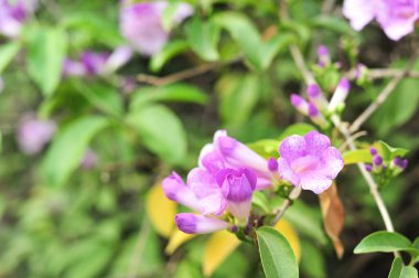 Sarımsak asma Menekşe çiçek seçici odak noktası