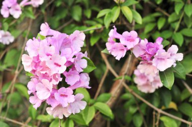 Sarımsak asma Menekşe çiçek seçici odak noktası