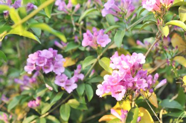 Sarımsak asma Menekşe çiçek seçici odak noktası