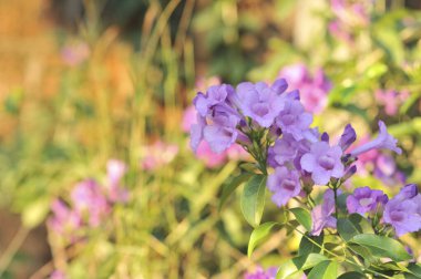 Sarımsak asma Menekşe çiçek seçici odak noktası