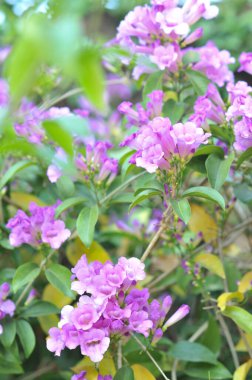 Sarımsak asma Menekşe çiçek seçici odak noktası