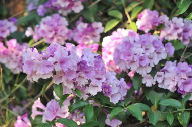 Sarımsak asma Menekşe çiçek seçici odak noktası