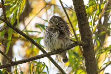 Avrasya Pigme Baykuşu (Glaucidium passerinum) bir ağaç dalına tünemiştir