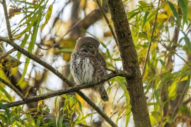 Avrasya Pigme Baykuşu (Glaucidium passerinum) bir ağaç dalına tünemiştir