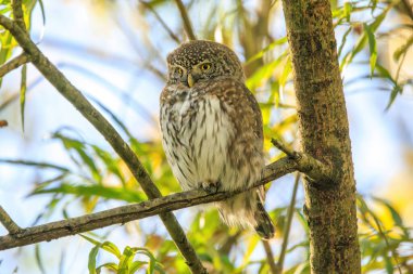 Avrasya Pigme Baykuşu (Glaucidium passerinum) bir ağaç dalına tünemiştir