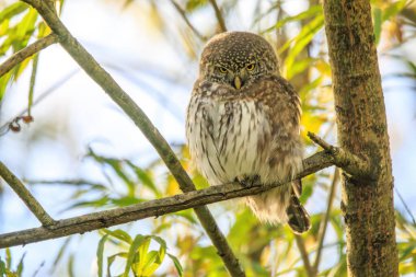 Avrasya Pigme Baykuşu (Glaucidium passerinum) bir ağaç dalına tünemiştir