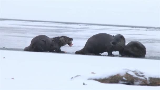 Vier Otters Eten Vis Bij Rivier Winter — Stockvideo