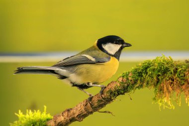 Great tit, Parus major, single bird on branch, green background