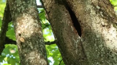 Avrupa sığırcığı (Sturnus vulgaris) ağaçtaki yavruları besler