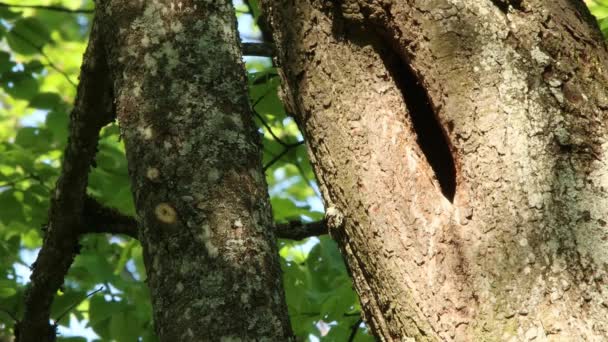Estorninho Europeu Sturnus Vulgaris Alimentando Filhotes Uma Árvore — Vídeo de Stock