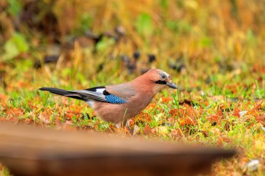 Sonbaharda güzel Avrasya Jay 'i (Garrulus glandarius)