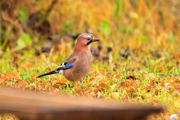 Sonbaharda güzel Avrasya Jay 'i (Garrulus glandarius)