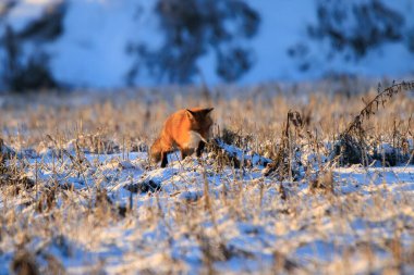 Kızıl Tilki (Vulpes vulpes) kışın karlı bir tarlada