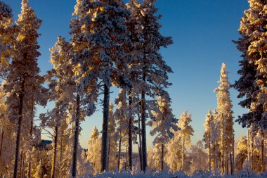 ice-covered trees in very cold finnish Lapland