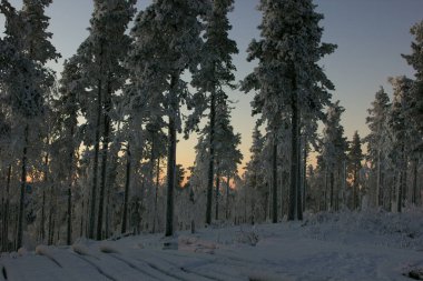 sunset behind snowy trees in finnish Lapland