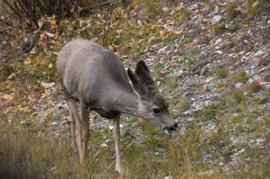 Kanada 'da bir yerlerde geyik otluyor.