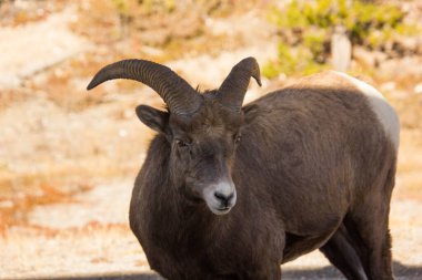 Kanada 'da dişi bir uzun boynuzlu koyunun yakın çekimi.