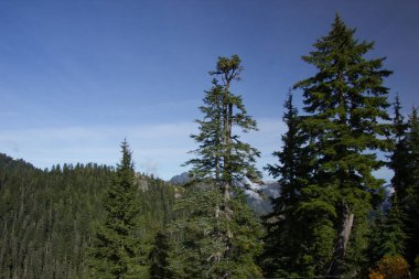 Kuzey kıyısındaki Grouse Dağı 'nın tepesinde.