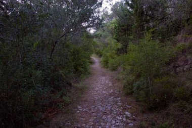 Yunanistan 'ın Othonoi adasındaki ormandaki güzel patika, uzun yürüyüşler için mükemmel.