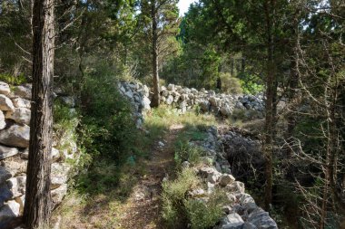 Yunanistan 'ın Othonoi adasındaki ormandaki güzel patika, uzun yürüyüşler için mükemmel.