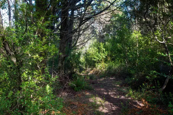 Yunanistan 'ın Othonoi adasındaki ormandaki güzel patika, uzun yürüyüşler için mükemmel.