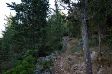 Yunanistan 'ın Othonoi adasındaki ormandaki güzel patika, uzun yürüyüşler için mükemmel.