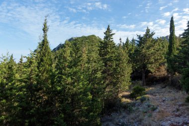 Beautiful path in the forest in Othonoi island, Greece, perfect for long walks clipart