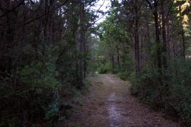 Yunanistan 'ın Othonoi adasındaki ormandaki güzel patika, uzun yürüyüşler için mükemmel.