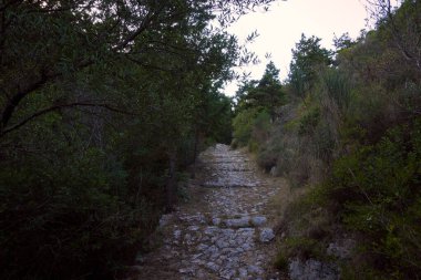 Yunanistan 'ın Othonoi adasındaki ormandaki güzel patika, uzun yürüyüşler için mükemmel.